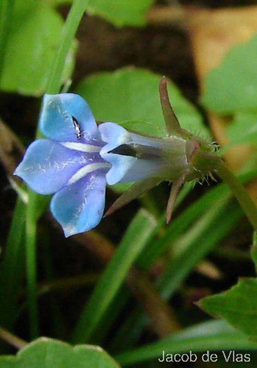 Lobelia alsinoides Lam.